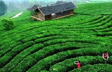 西安曲江茶谷國(guó)家現(xiàn)代農(nóng)業(yè)產(chǎn)業(yè)園策劃及產(chǎn)業(yè)資源引入